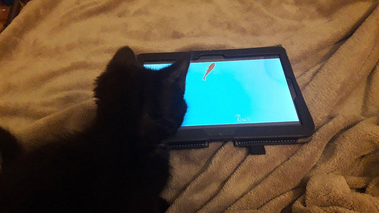 Bastet participe au concours pour gagner de l'argent avec cette photo : cat, electronic_device, electronics, felidae, gadget, geological_phenomenon, screen, small_to_medium_sized_cats, technology