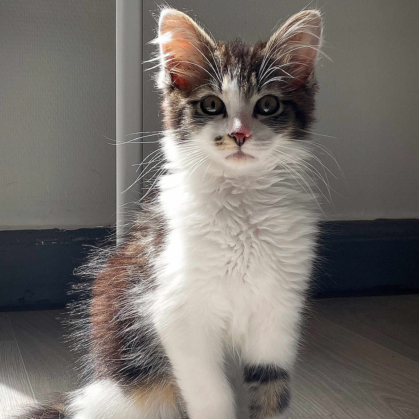 Tsuki participe au concours pour gagner de l'argent avec cette photo : animal, brown, cat, curious, cute, ears, eyes, feline, floor, fur, indoor, kitten, natural_light, pet, sitting, small, tabby, whiskers, white, young