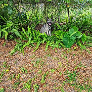 Newbie joined the competition — help win amazing prizes! dog, animal, pet, outdoor, nature, greenery, fern, leaf, tree, fence, tongue_out, collar, sitting, happy, canine, garden, plants, smiling, summer, sunlight