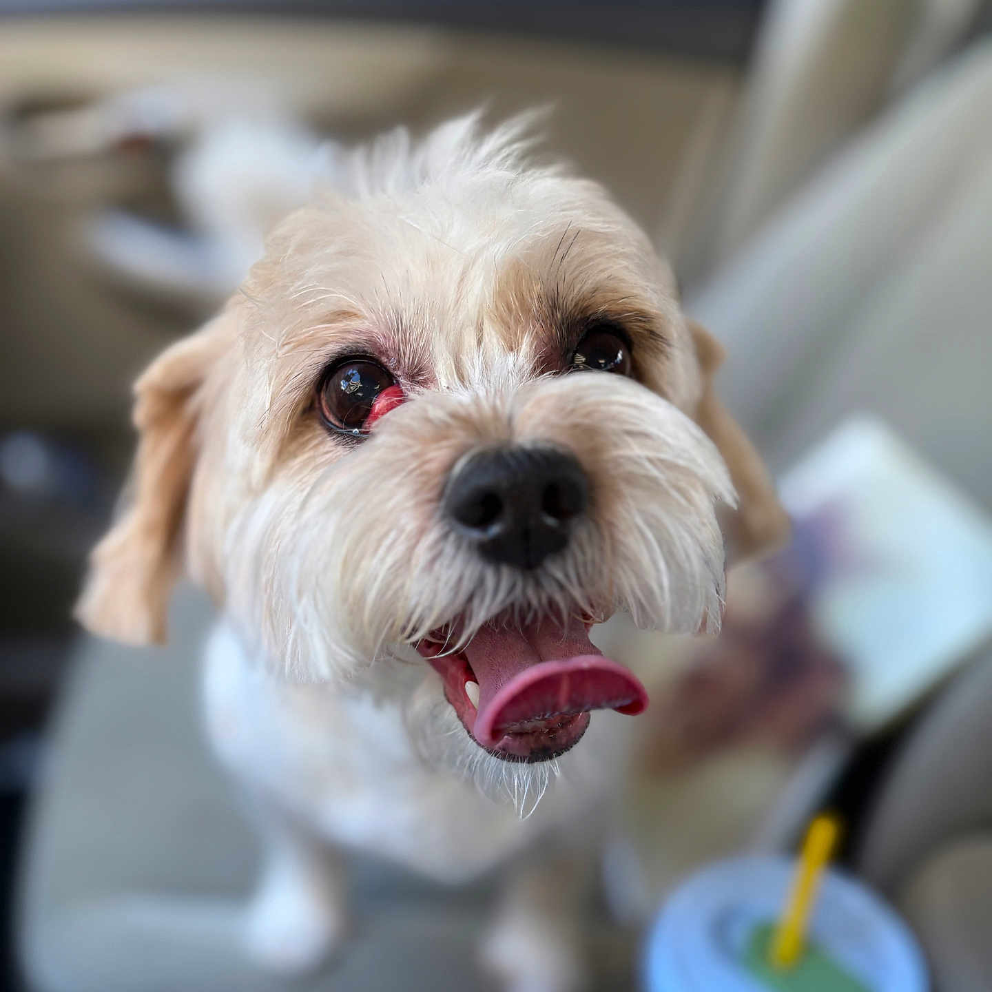 Dufri joined the competition — help win amazing prizes! animal, blurry_background, canine, car_interior, car_seat, close_up, companion, cute, dog, fluffy_fur, friendly, fur, happy, indoor, mouth_open, pet, seat, small_dog, tongue_out, vehicle