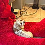 Dufri joined the competition — help win amazing prizes! dog, small_dog, fluffy, red_teddy_bear, plush, indoor, floor_tile, furniture, pet, cute, animal, cozy, resting, looking_back, curious, home, household_items, cord, speaker, relaxing