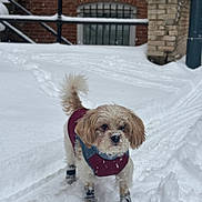 Dufri joined the competition — help win amazing prizes! dog, small_dog, snow, winter, jacket, boots, outdoor, pet, fur, walking, cold, snowy_ground, brick_wall, railing, animal, canine, winter_clothing, daylight, cute, standing