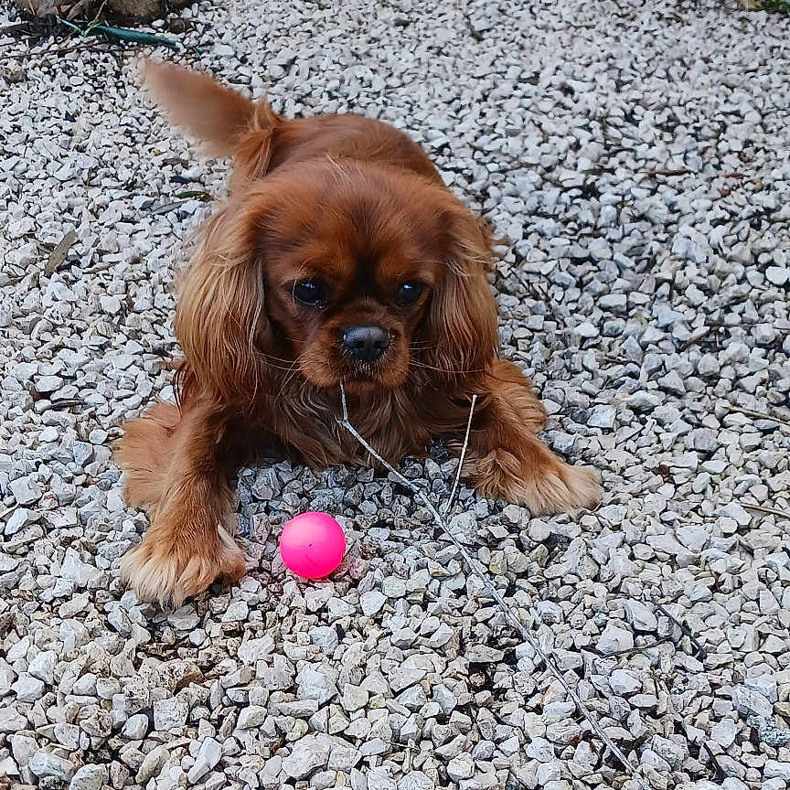 Ulysse participe au concours pour gagner de l'argent avec cette photo : animal, canine, cockerspaniel, dog, gravel, hound, pebble, pet, photography, plant, puppy, road, rock, rubble, slate, soil, sphere, terrier, tree, wood