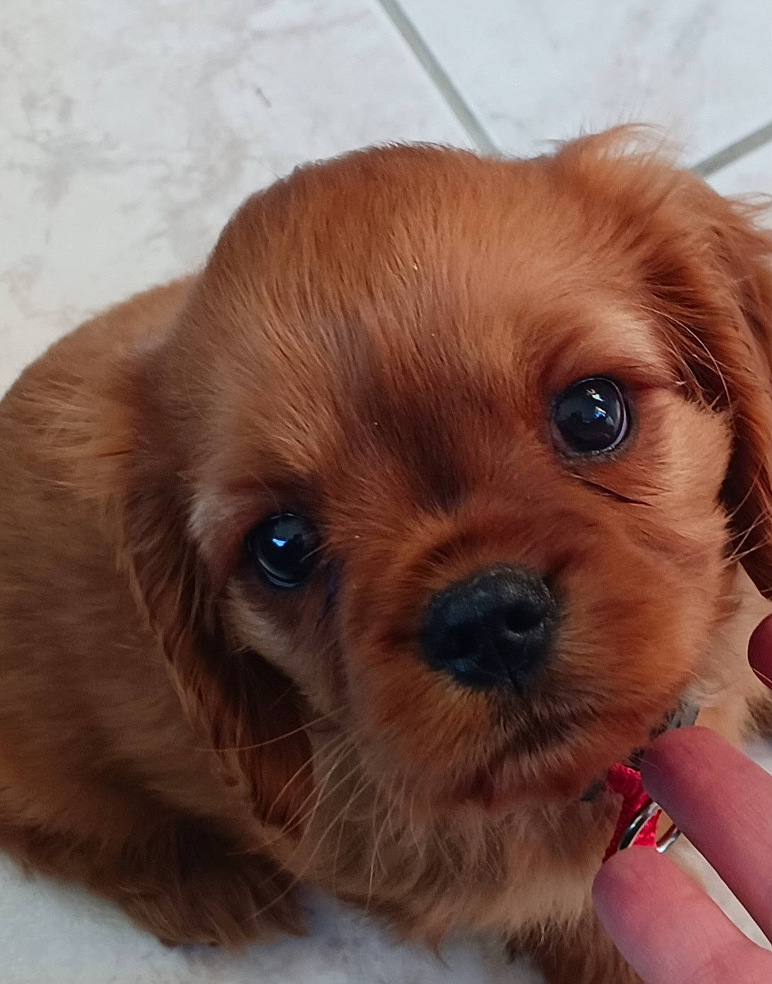 Ulysse participe au concours pour gagner de l'argent avec cette photo : canidae, carnivore, companion_dog, dog, dog_breed, dog_collar, dog_supply, fawn, fur, liver, paw, pet_supply, small_greek_domestic_dog, snout, sporting_group, terrestrial_animal, toy_dog, whiskers, working_animal