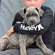 Kimber joined the competition — help win amazing prizes! affection, animal, boy, brindle, casual, chair, child, clothing, comfort, dog, embrace, face, hands, indoors, jeans, pet, portrait, puppy, sitting, young