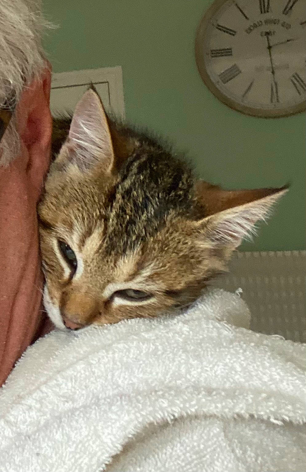 Tino a rejoint le concours — aidez-le/la à gagner de superbes lots ! carnivore, cat, claw, clock, comfort, domestic_short_haired_cat, fawn, felidae, fur, home_accessories, nap, paw, quartz_clock, small_to_medium_sized_cats, snout, tail, terrestrial_animal, whiskers