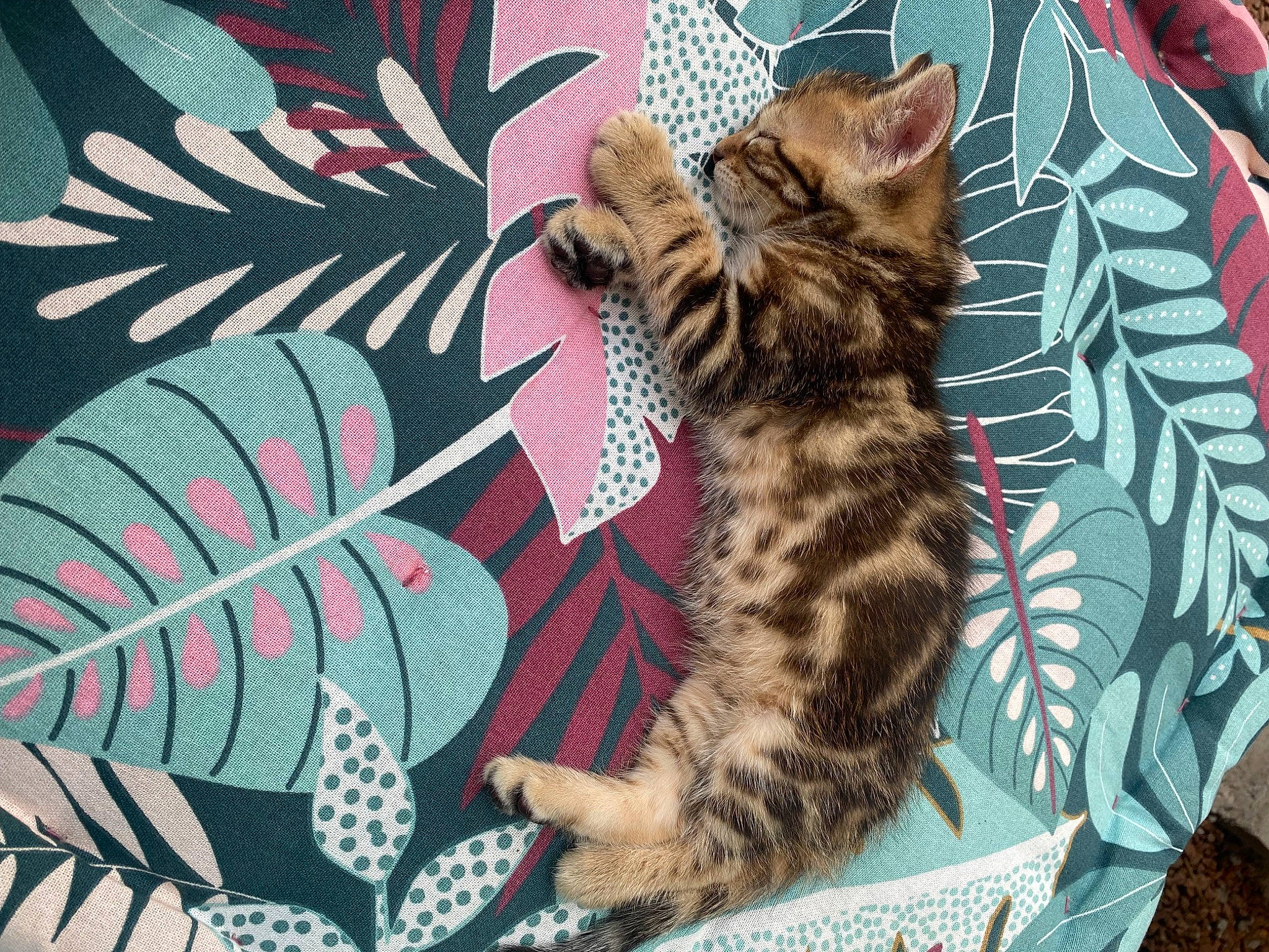 Tino a rejoint le concours — aidez-le/la à gagner de superbes lots ! art, carnivore, cat, claw, comfort, domestic_short_haired_cat, fawn, feather, felidae, foot, fur, grass, organism, pattern, paw, small_to_medium_sized_cats, snout, tail, terrestrial_animal, whiskers