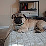 Max is registered to the contest to win money with this photo: animal, bed, blanket, canine, collar, cozy, decor, dog, ears, fur, furniture, indoor, nose, paw, pet, pug, relaxed, resting, shelf, sleepy