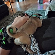 Max joined the competition — help win amazing prizes! animal, bareback, blanket, carpet, child, christmas_tree, couch, cozy, dog, floor, furniture, holiday_lights, home, indoor, living_room, pet, refrigerator, relaxing, resting, sleeping