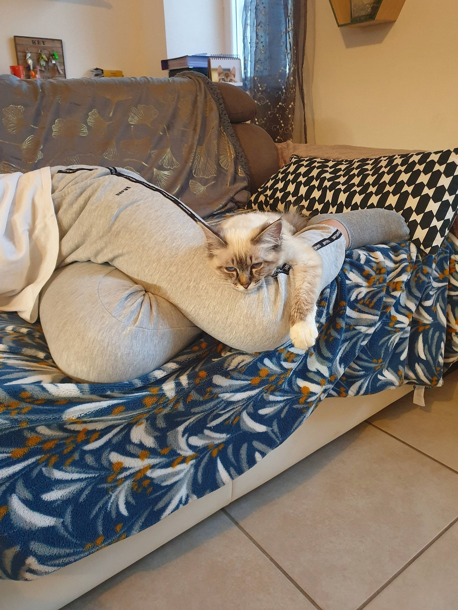 Sookie participe au concours pour gagner de l'argent avec cette photo : carnivore, cat, comfort, companion_dog, couch, fawn, felidae, floor, flooring, hardwood, interior_design, lamp, linens, living_room, picture_frame, small_to_medium_sized_cats, studio_couch, textile, whiskers, wood