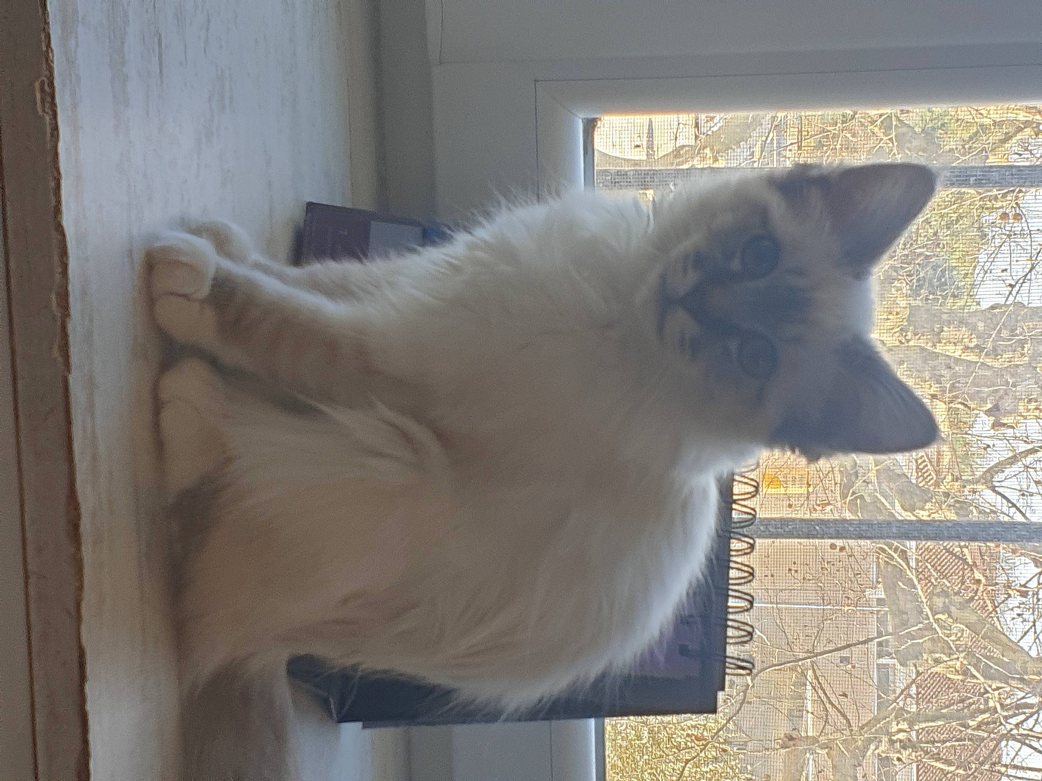 Sookie participe au concours pour gagner de l'argent avec cette photo : animal_shelter, art, canidae, carnivore, cat, companion_dog, dog_breed, fawn, felidae, flooring, fur, hardwood, small_to_medium_sized_cats, snout, sporting_group, tail, whiskers, wood