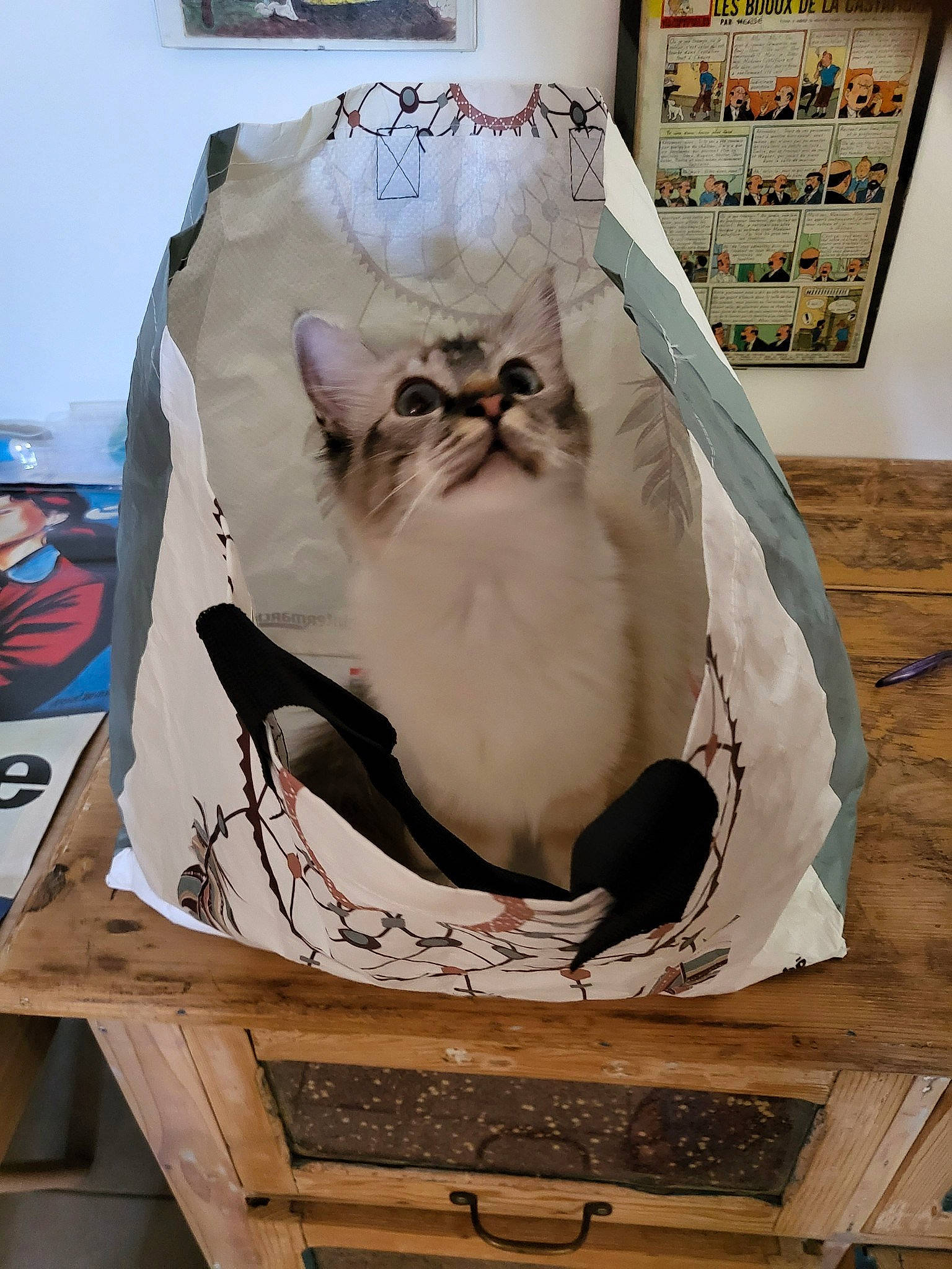 Sookie participe au concours pour gagner de l'argent avec cette photo : box, cardboard, carnivore, cat, cat_supply, domestic_short_haired_cat, fawn, felidae, formal_wear, fur, paper_bag, paper_product, pet_supply, photo_caption, room, sitting, small_to_medium_sized_cats, tail, whiskers, wood