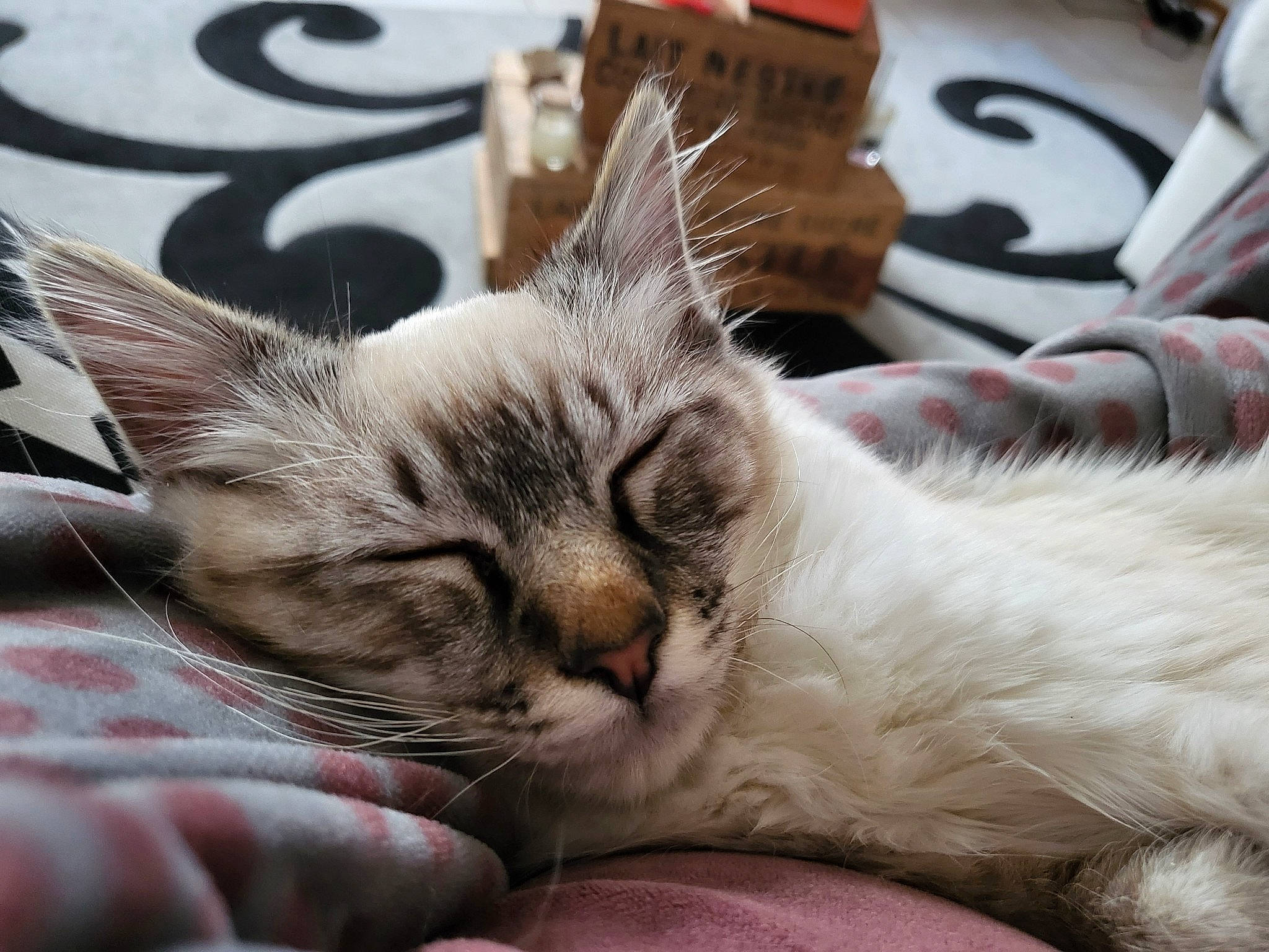 Sookie a rejoint le concours — aidez-le/la à gagner de superbes lots ! carnivore, cat, claw, comfort, domestic_short_haired_cat, felidae, fur, nap, paw, small_to_medium_sized_cats, snout, whiskers