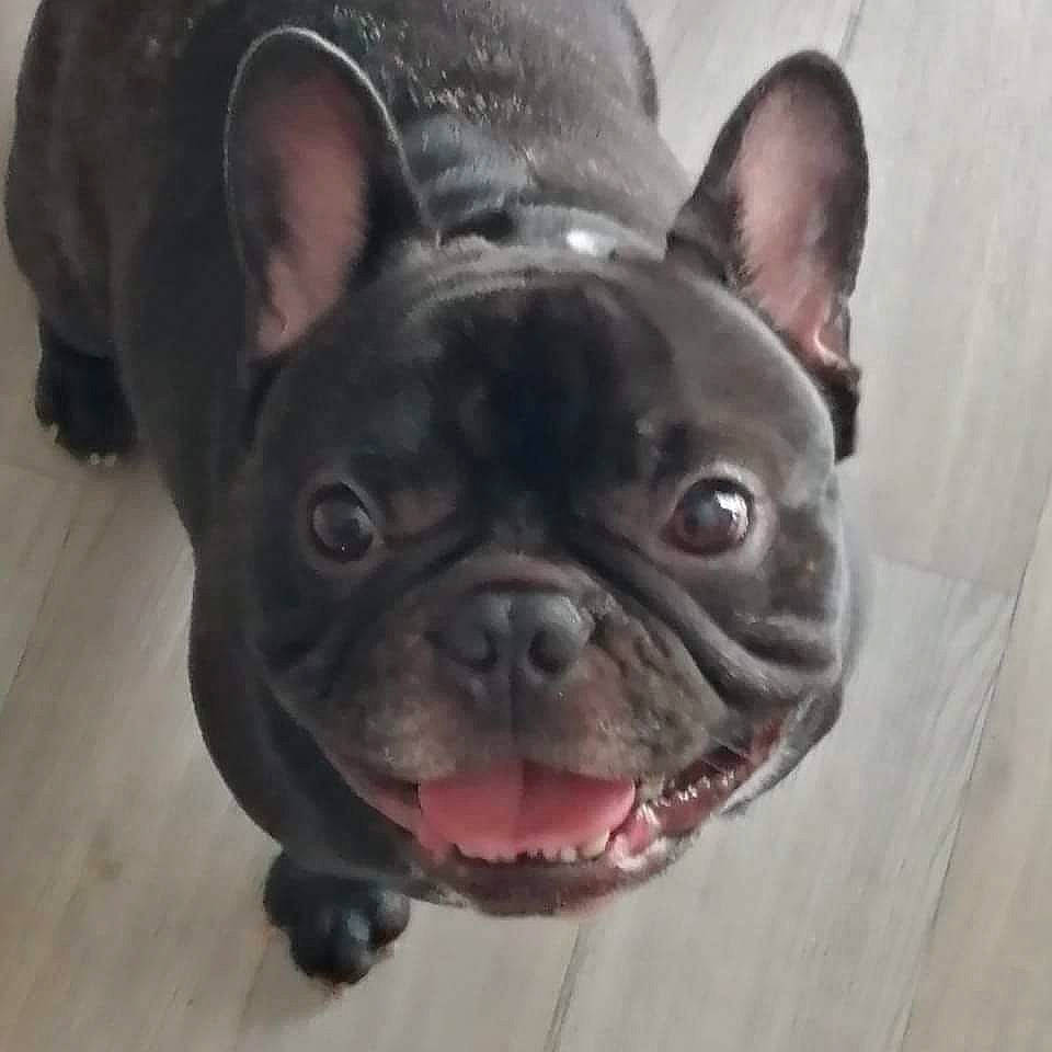 Oxo a rejoint le concours — aidez-le/la à gagner de superbes lots ! bulldog, canidae, carnivore, companion_dog, dog, dog_breed, dog_collar, ear, eye, fawn, flooring, french_bulldog, jaw, snout, sporting_group, terrestrial_animal, toy_dog, whiskers, working_animal, wrinkle