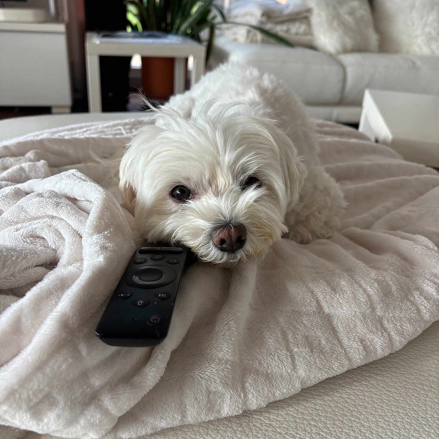 Narnia participe au concours pour gagner de l'argent avec cette photo : animal, bed, bedroom, blanket, canine, couch, cushion, dog, electronics, furniture, homedecor, indoors, interiordesign, linen, pet, phone, puppy, remotecontrol, room, terrier