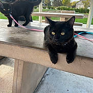 Chili N Rebel is registered to the contest to win money with this photo: black_cat, cat, pet, animal, leash, table, concrete, outdoor, park, person, jacket, greenery, sky, cloudy, feline, resting, standing, curious, daytime, nature