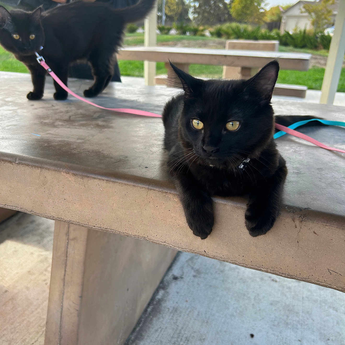 Chili N Rebel is registered to the contest to win money with this photo: animal, black_cat, cat, cloudy, concrete, curious, daytime, feline, greenery, jacket, leash, nature, outdoor, park, person, pet, resting, sky, standing, table