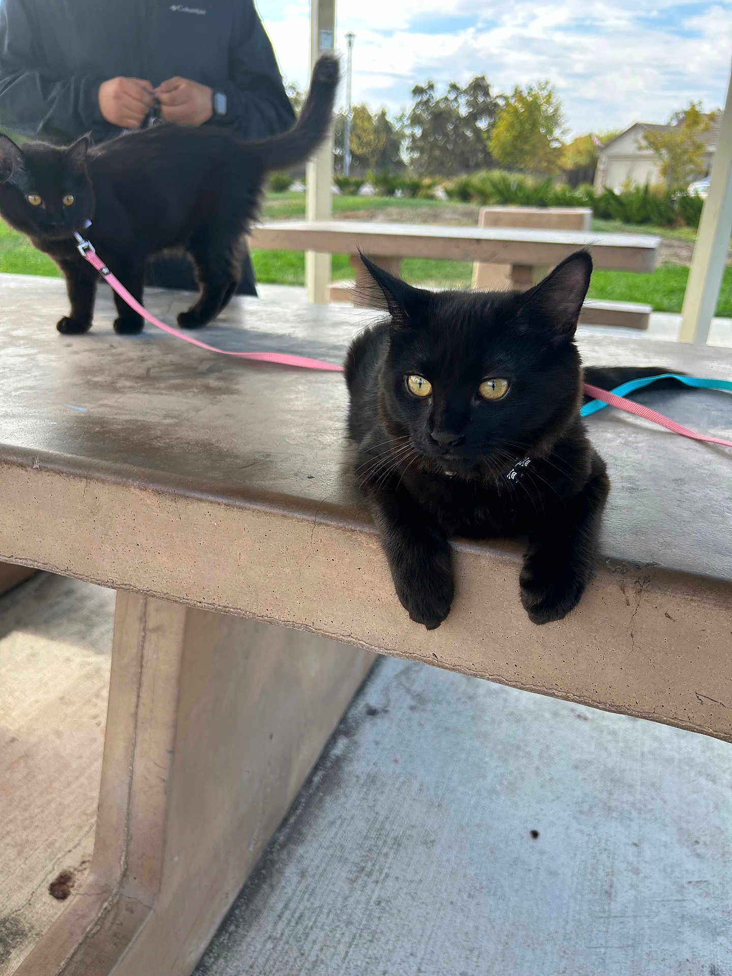 Chili N Rebel is registered to the contest to win money with this photo: black_cat, cat, pet, animal, leash, table, concrete, outdoor, park, person, jacket, greenery, sky, cloudy, feline, resting, standing, curious, daytime, nature