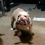 Slime joined the competition — help win amazing prizes! animal, background, brown, bulldog, carpet, collar, dog, floor, furniture, home, indoor, leash, mouth, object, pet, playful, rope_toy, shadow, toy, white