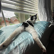 Beautiful is registered to the contest to win money with this photo: cat, black_and_white, window, pillow, curtains, blinds, indoor, pet, animal, stretching, suburban, daylight, fur, relaxing, looking, home, feline, whiskers, ears, cozy