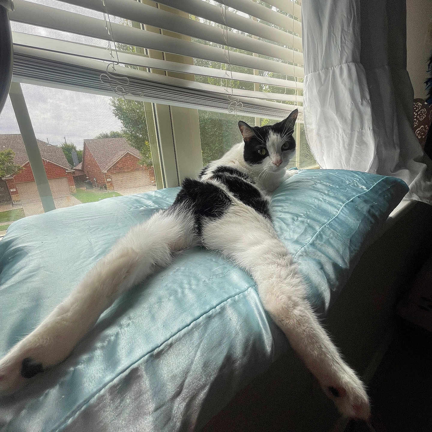 Beautiful is registered to the contest to win money with this photo: animal, black_and_white, blinds, cat, cozy, curtains, daylight, ears, feline, fur, home, indoor, looking, pet, pillow, relaxing, stretching, suburban, whiskers, window