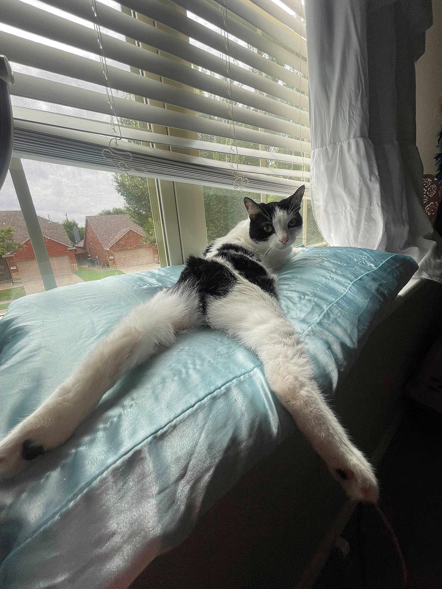 Beautiful is registered to the contest to win money with this photo: cat, black_and_white, window, pillow, curtains, blinds, indoor, pet, animal, stretching, suburban, daylight, fur, relaxing, looking, home, feline, whiskers, ears, cozy