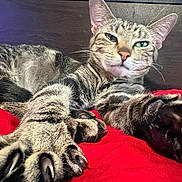 Nova joined the competition — help win amazing prizes! animal, cat, claws, close_up, cute, domestic_cat, ears, feline, fur, indoor, mammal, paws, pet, red_blanket, relaxed, resting, sleepy, stretching, tabby, whiskers