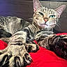 animal, cat, claws, close_up, cute, domestic_cat, ears, feline, fur, indoor, mammal, paws, pet, red_blanket, relaxed, resting, sleepy, stretching, tabby, whiskers