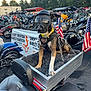 Ellie Mae is registered to the contest to win money with this photo: dog, motorcycle, goggles, helmet, harley_davidson, american_flag, outdoor, parking_lot, biker, pet, chain, fur, seat, event, crowd, trees, sky, black, yellow_collar, metal_box