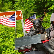 Ellie Mae is registered to the contest to win money with this photo: dog, motorcycle, biker_goggles, american_flags, outdoor, greenery, person, riding, helmet, metal_box, leather, travel, road_trip, pet, canine, vehicle, casual, side_view, daylight, adventure