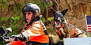 Ellie Mae is registered to the contest to win money with this photo: person, dog, motorcycle, helmet, goggles, orange_jacket, leather_gloves, harley_davidson, outdoor, american_flag, pet, animal, canine, transportation, adventure, sidecar, tree, sunlight, road_trip, travel