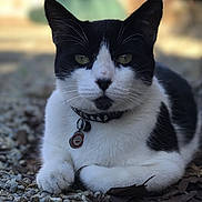 Bacon is registered to the contest to win money with this photo: cat, black_and_white, collar, tag, outdoor, pebbles, animal, pet, feline, whiskers, ears, face, lying_down, close_up, nature, fur, alert, portrait, relaxed, ground