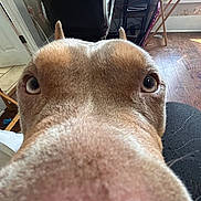 Cubby is registered to the contest to win money with this photo: animal, chair, close_up, couch, curious, dog, ears, floor, furniture, home, indoor, light, nose, person, pet, room, snout, table, window, wood_floor