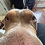 animal, chair, close_up, couch, curious, dog, ears, floor, furniture, home, indoor, light, nose, person, pet, room, snout, table, window, wood_floor