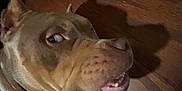 Cubby is registered to the contest to win money with this photo: animal, brown, canine, close_up, dog, domestic, ears, expression, face, floor, indoor, light, looking, lying_down, pet, shadow, sideways, teeth, tongue, wood