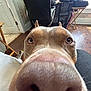 Cubby joined the competition — help win amazing prizes! dog, close_up, nose, curious, indoor, home_office, person, computer, desk, chair, wooden_floor, window, phone, cables, casual, light, pet, animal, brown, snout