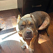 Cubby joined the competition — help win amazing prizes! dog, indoor, wood_floor, sunlight, brown_dog, pet, cabinet, furniture, resting, looking_at_camera, animal, flooring, domestic_animal, ears, paw, canine, dog_face, living_room, sunbeam, quiet