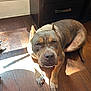 dog, indoor, wood_floor, sunlight, brown_dog, pet, cabinet, furniture, resting, looking_at_camera, animal, flooring, domestic_animal, ears, paw, canine, dog_face, living_room, sunbeam, quiet