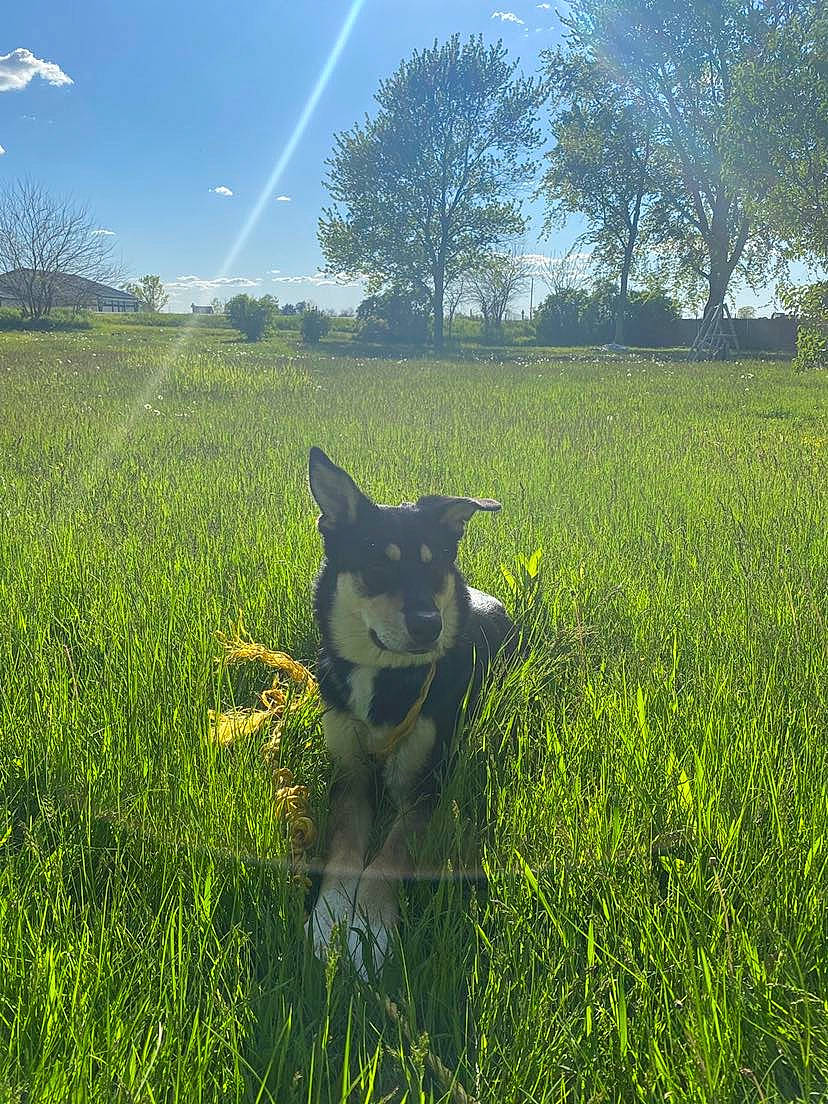 Marley is registered to the contest to win money with this photo: agriculture, carnivore, cloud, companion_dog, dog, dog_breed, fawn, grass, grass_family, grassland, happy, landscape, meadow, natural_landscape, people_in_nature, plant, rural_area, sky, tree, working_animal