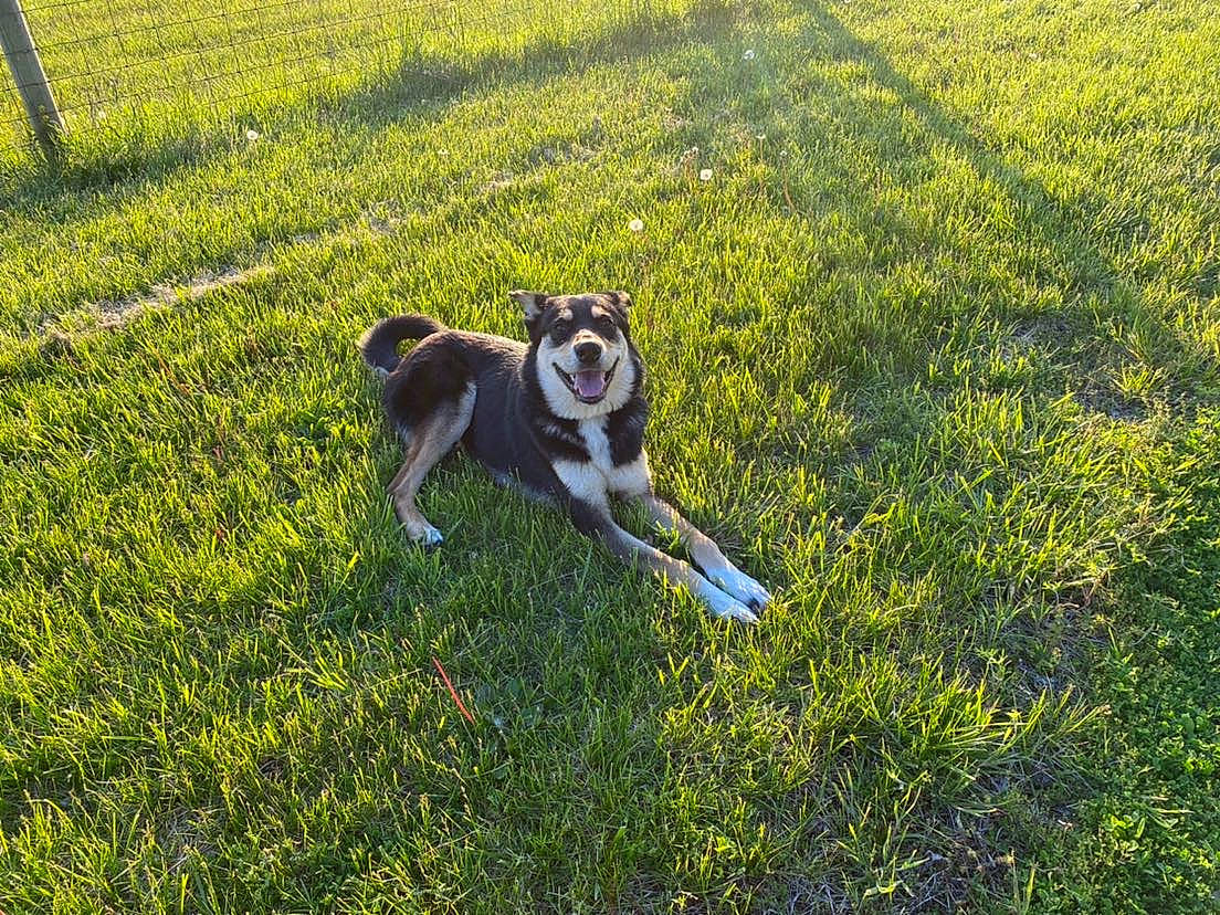 Marley is registered to the contest to win money with this photo: canidae, carnivore, companion_dog, dog, dog_breed, fawn, field, grass, grass_family, grassland, groundcover, lawn, meadow, pasture, plant, sporting_group, tail, terrestrial_animal, working_animal, working_dog