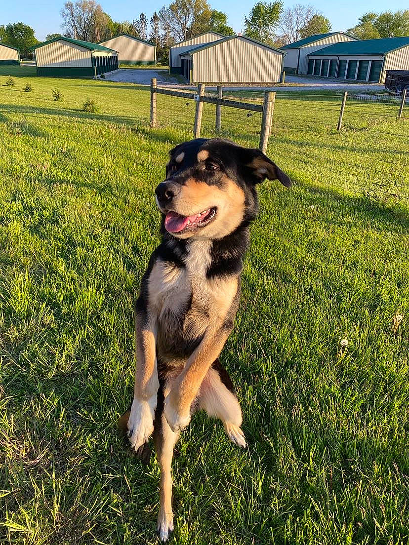 Marley is registered to the contest to win money with this photo: building, canidae, carnivore, collar, companion_dog, dog, dog_breed, fawn, grass, grassland, guard_dog, happy, lawn, people_in_nature, plant, recreation, sky, sporting_group, tree, working_animal