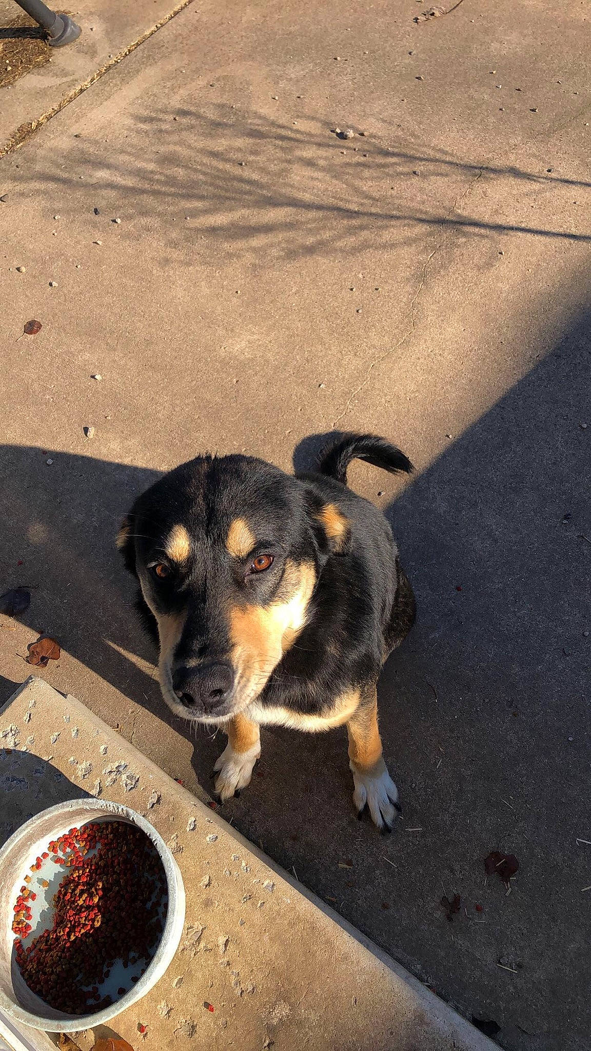 Marley joined the competition — help win amazing prizes! animal_feed, asphalt, carnivore, companion_dog, dog, dog_breed, dog_food, fruit, ingredient, landscape, pet_food, recipe, road_surface, serveware, shadow, soil, sporting_group, superfood, tableware, working_dog