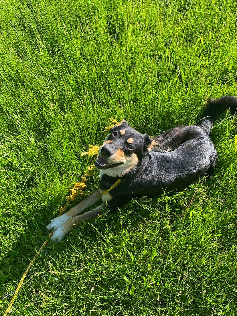 Marley is registered to the contest to win money with this photo: canidae, carnivore, companion_dog, dog, dog_breed, grass, grassland, groundcover, guard_dog, herding_dog, hound, lawn, pasture, pinscher, plant, sporting_group, tail, terrier, working_animal, working_dog