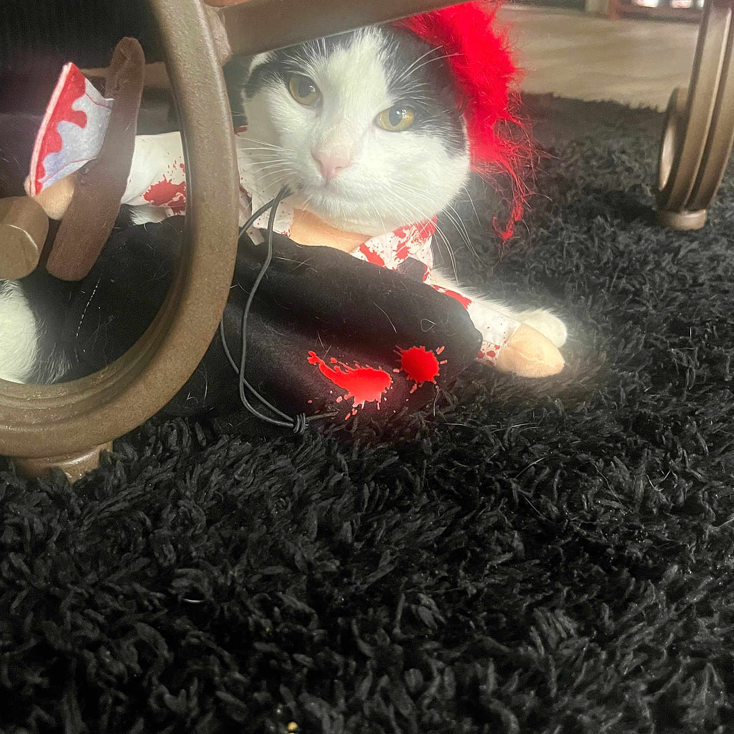 Hershey is registered to the contest to win money with this photo: cat, costume, black_and_white, red, carpet, furniture, indoor, pet, animal, cute, headwear, fur, whiskers, eyes, resting, cozy, playful, closeup, domestic_animal, curious