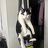 Hershey is registered to the contest to win money with this photo: cat, black_and_white, indoor, leaping, midair, paw, fur, whiskers, closet, clothes, hanger, storage, plastic_container, wall, yellow, pink_clothing, gray_clothing, dark_background, pet, animal