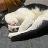 cat, sleeping, black_and_white, pink_nose, paw, fur, cozy, curled_up, resting, indoor, person_arm, mustard_sleeve, gray_surface, cute, pet, animal, whiskers, relaxed, soft_texture, close_up