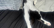 Hershey joined the competition — help win amazing prizes! cat, black_and_white, sleeping, bed, pillow, indoor, relaxed, pet, feline, resting, cozy, animal, cute, fur, whiskers, claws, paw, domestic, mammal, nap