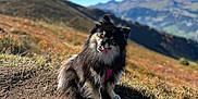 Yuki participe au concours pour gagner de l'argent avec cette photo : dog, outdoor, mountain, sky, nature, happy, pet, animal, sunlight, hiking, landscape, grass, dirt, canine, fur, tongue, daylight, scenery, leash, playful