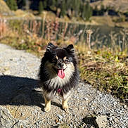 Yuki a rejoint le concours — aidez-le/la à gagner de superbes lots ! dog, animal, outdoor, nature, path, rocks, sunlight, mountains, trees, happy, tongue_out, fur, portrait, pet, walking, daytime, scenic, smiling, small_dog, forest