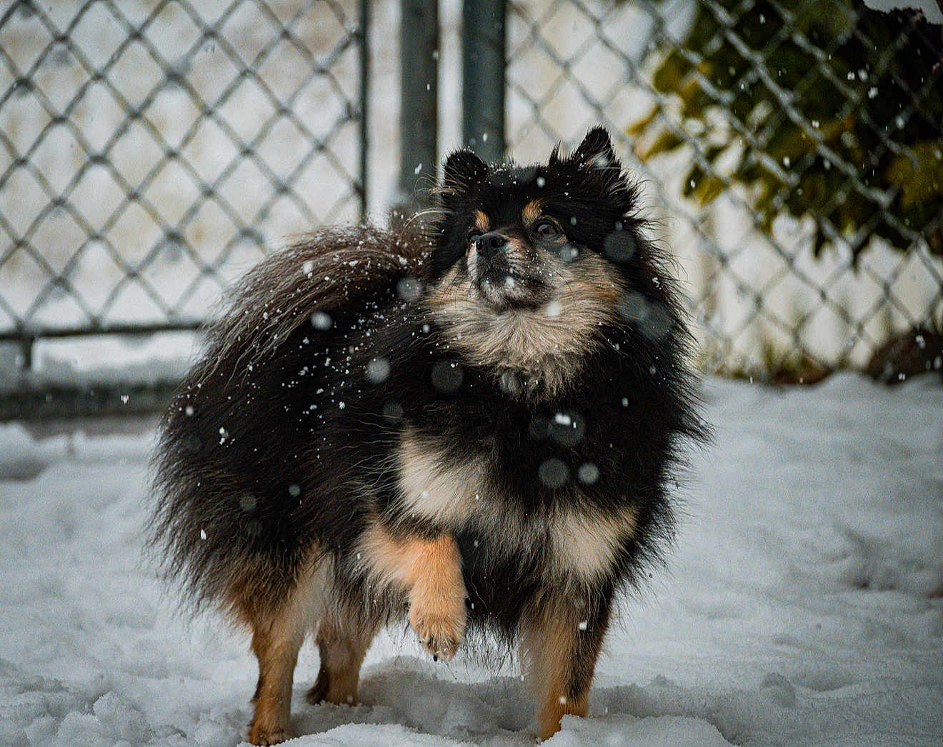 Yuki a rejoint le concours — aidez-le/la à gagner de superbes lots ! dog, snow, outdoor, fluffy, black, tan, animal, pet, winter, fence, nature, fur, paw, canine, cold, snowflakes, alert, standing, background, greenery